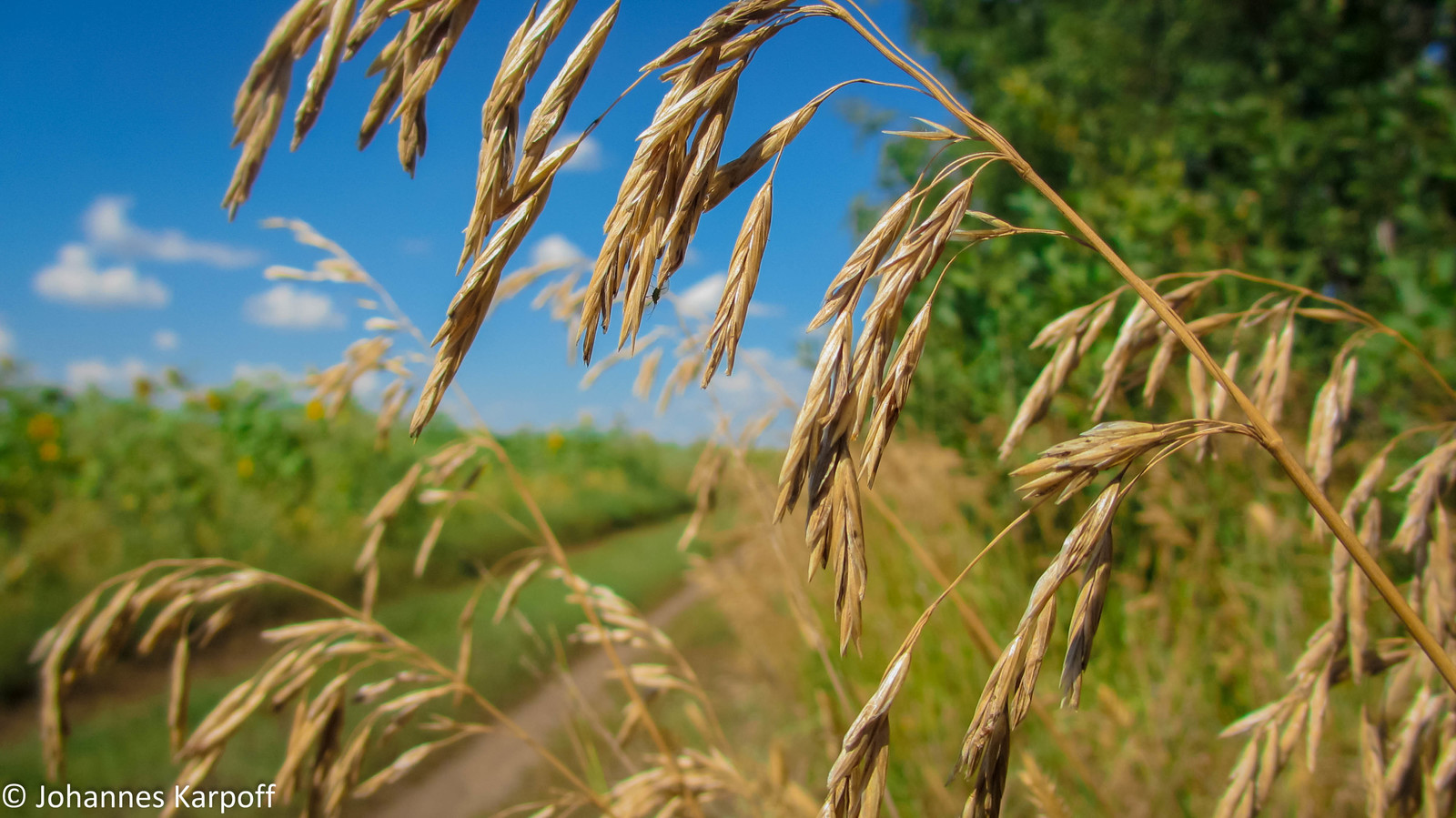 A little bit of summer in the feed. - My, Summer, Altai, Nature, Field, Nostalgia, Greenery, The photo, Longpost, Altai Republic