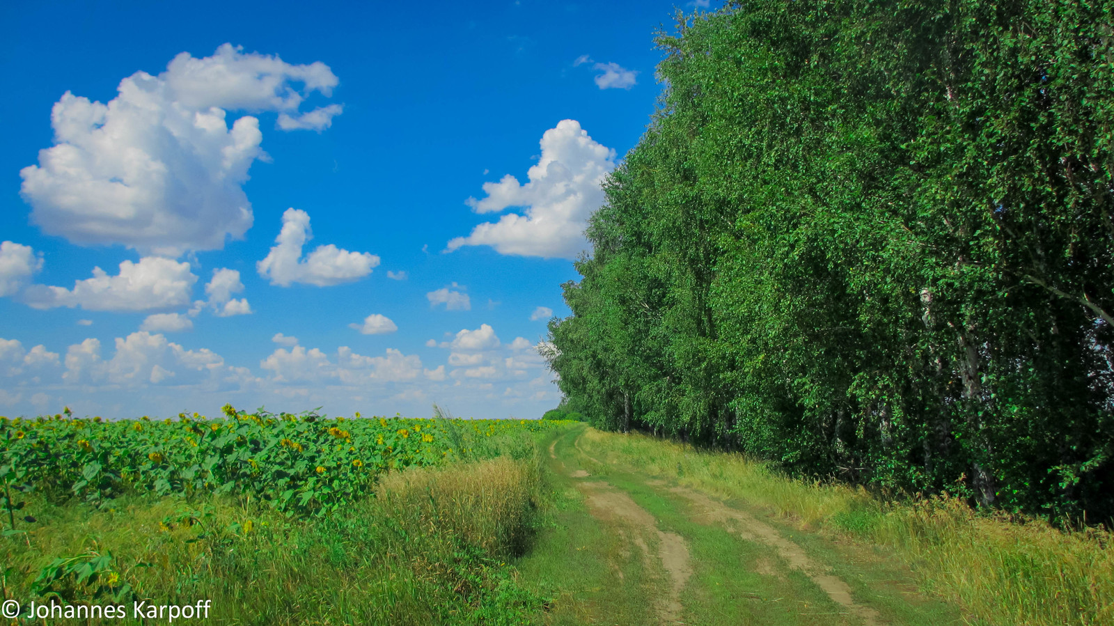 A little bit of summer in the feed. - My, Summer, Altai, Nature, Field, Nostalgia, Greenery, The photo, Longpost, Altai Republic