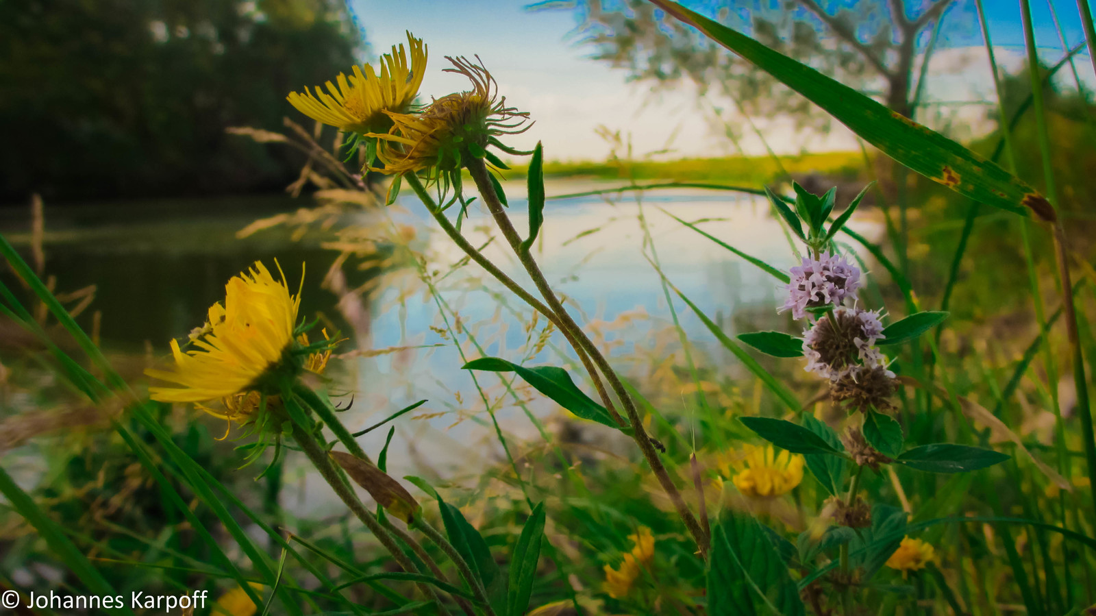 A little bit of summer in the feed. - My, Summer, Altai, Nature, Field, Nostalgia, Greenery, The photo, Longpost, Altai Republic