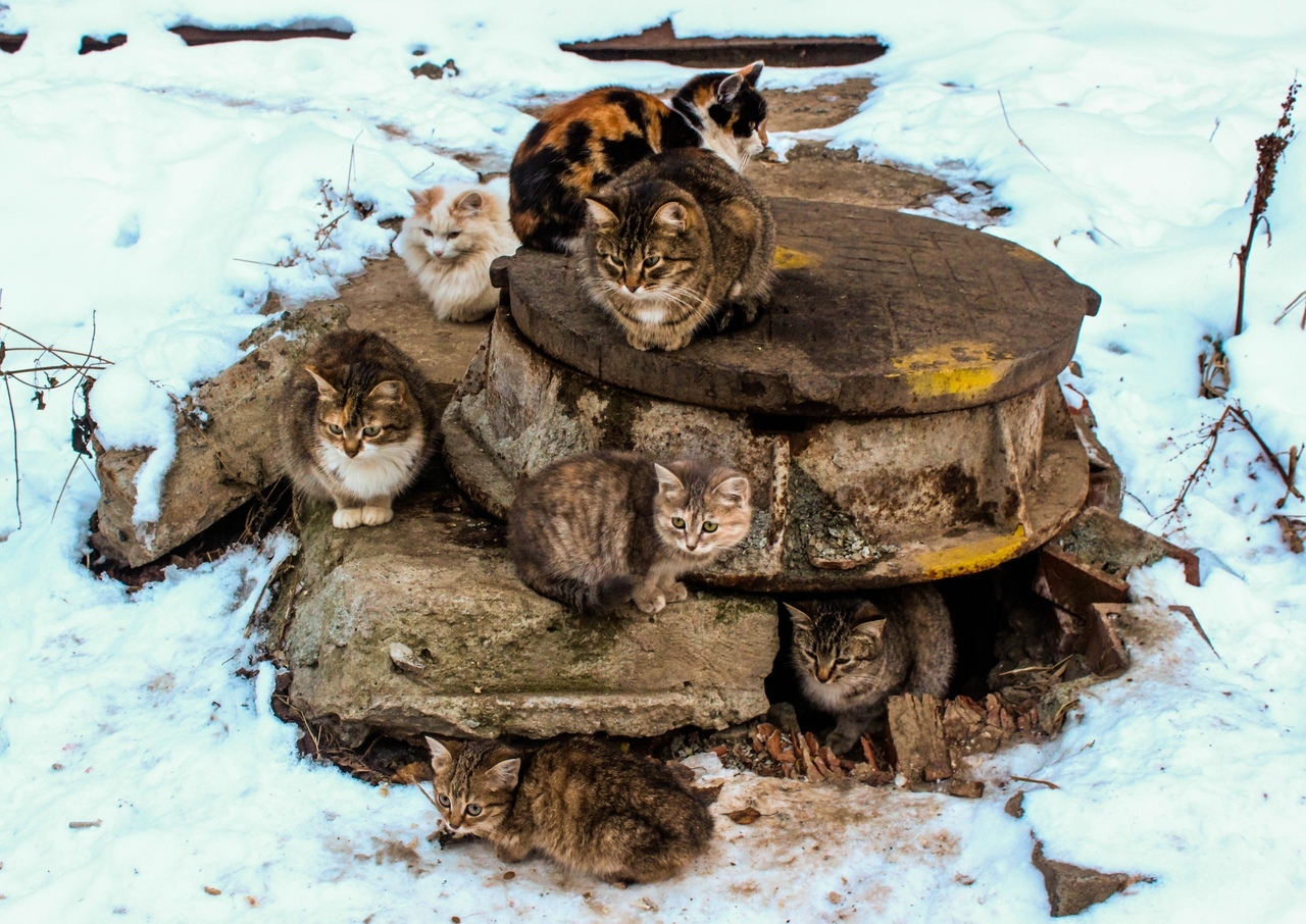 Smokes, crosses, cats. - Fuck aesthetics, The photo