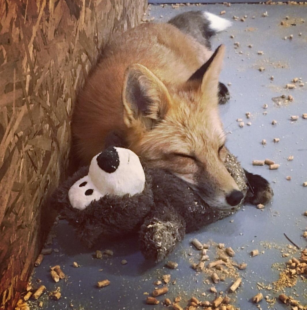 Lison's toy ^.^ - Fox, Milota, Soft toy, Animals, The photo