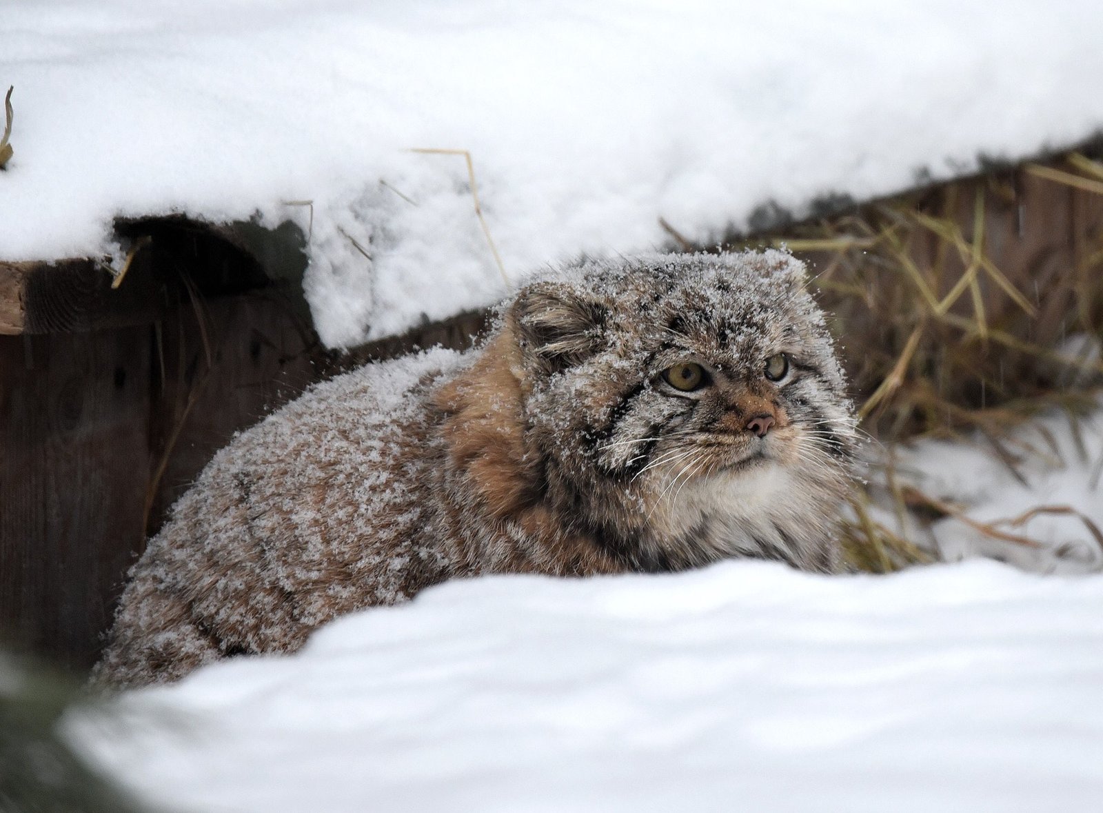 Manul in the snow. - Pallas' cat, Catomafia, Snow, Winter, Longpost, cat