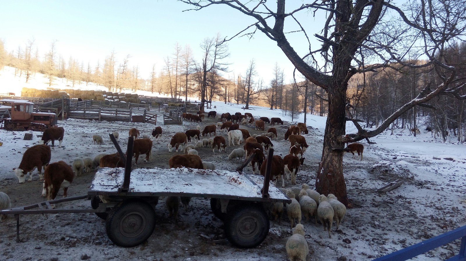 Farm in Altai. - My, Farm, Cow, Sheeps, Agricultural machinery, Everyday life, Nature, Mountain Altai, Longpost, Altai Republic