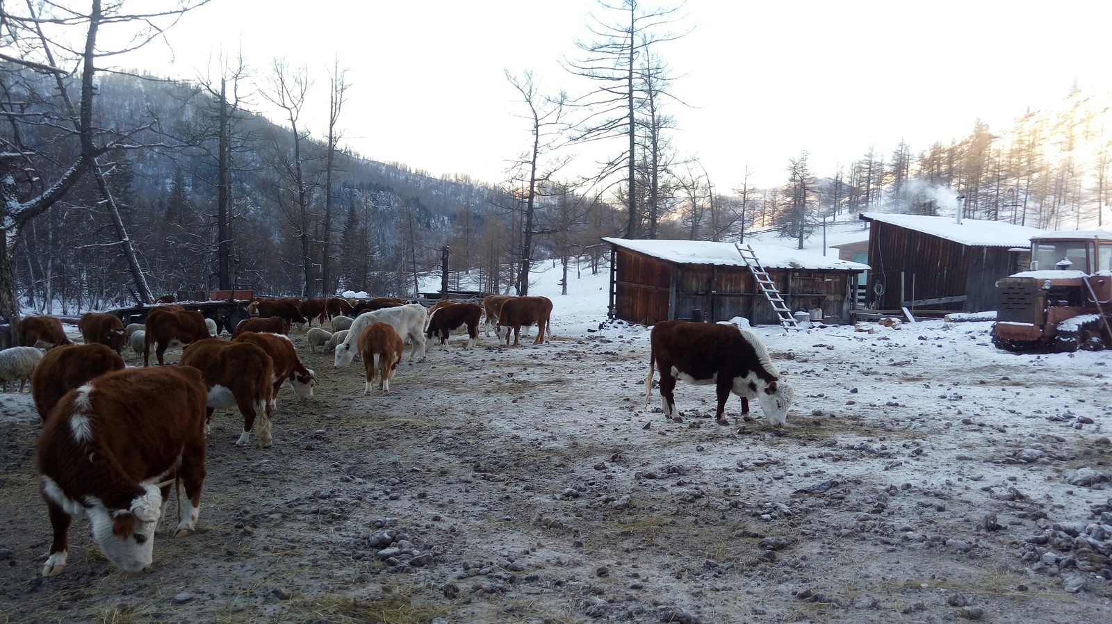 Farm in Altai. - My, Farm, Cow, Sheeps, Agricultural machinery, Everyday life, Nature, Mountain Altai, Longpost, Altai Republic