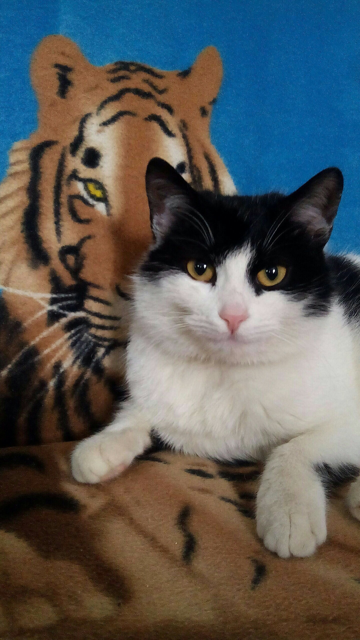 Portrait against the background - My, cat, Tiger, Pet, Longpost, Pets