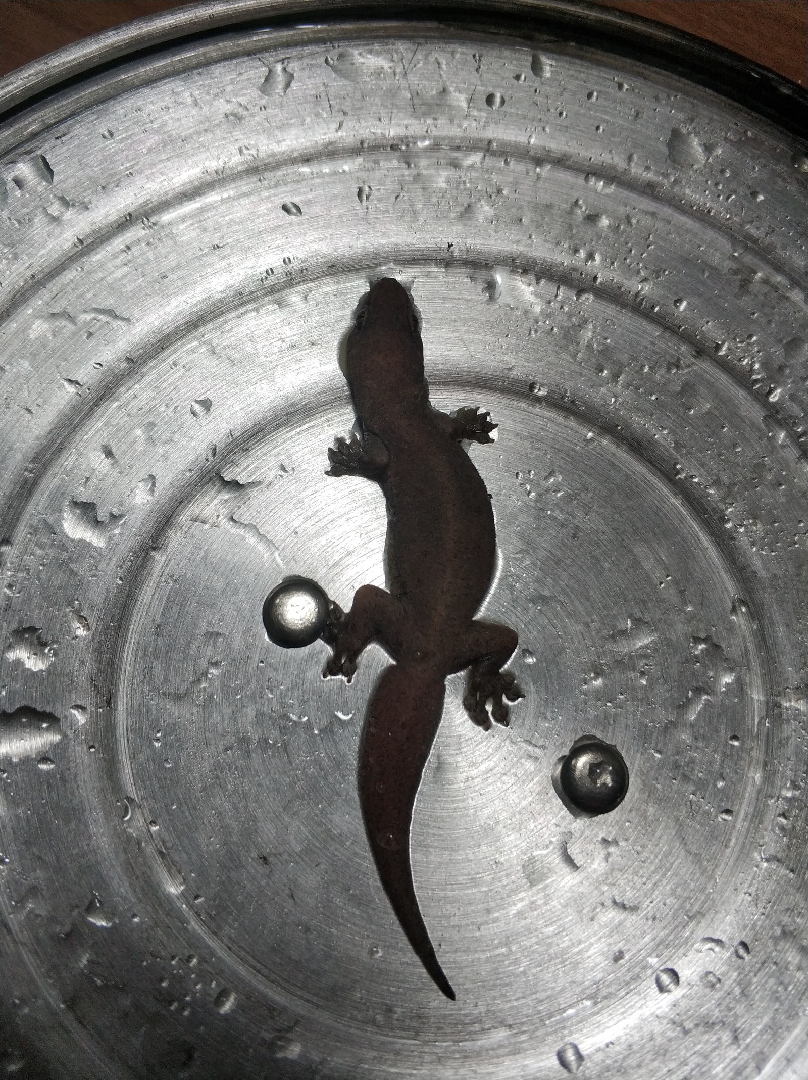 When I decided to wash the dishes - My, Asia, Vietnam, Lizard, Good morning, Gecko, Longpost