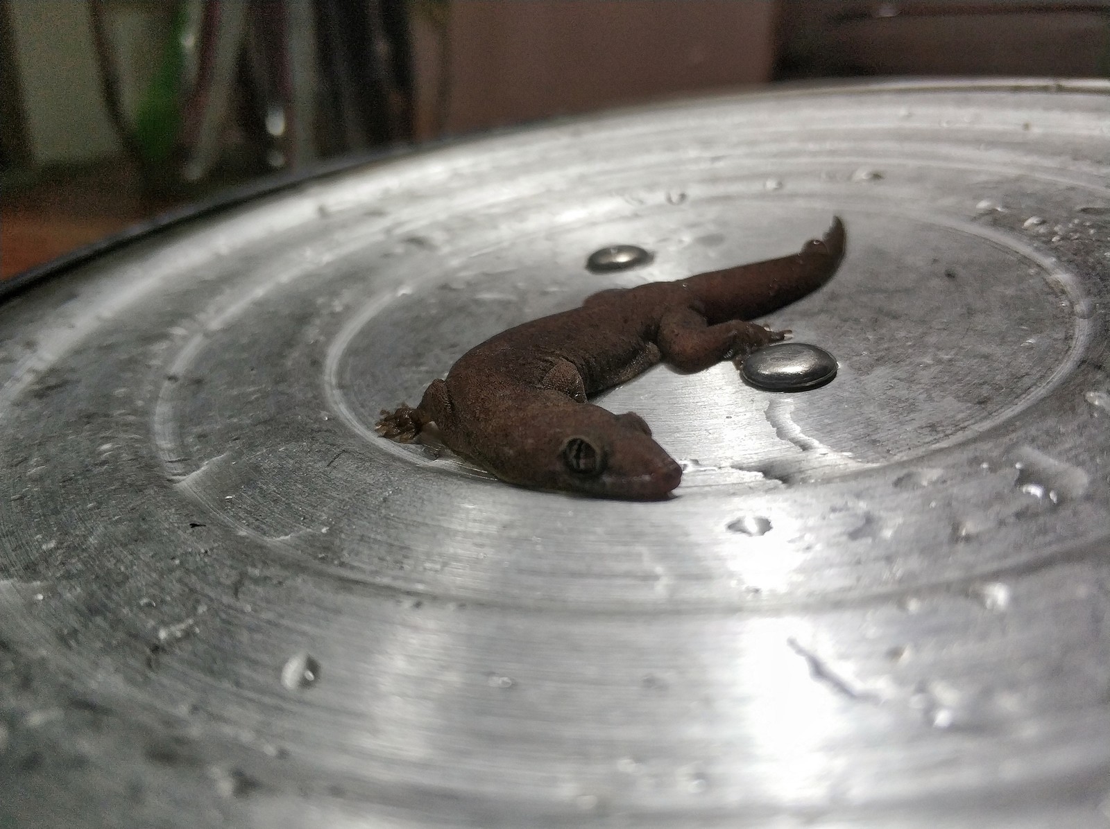 When I decided to wash the dishes - My, Asia, Vietnam, Lizard, Good morning, Gecko, Longpost