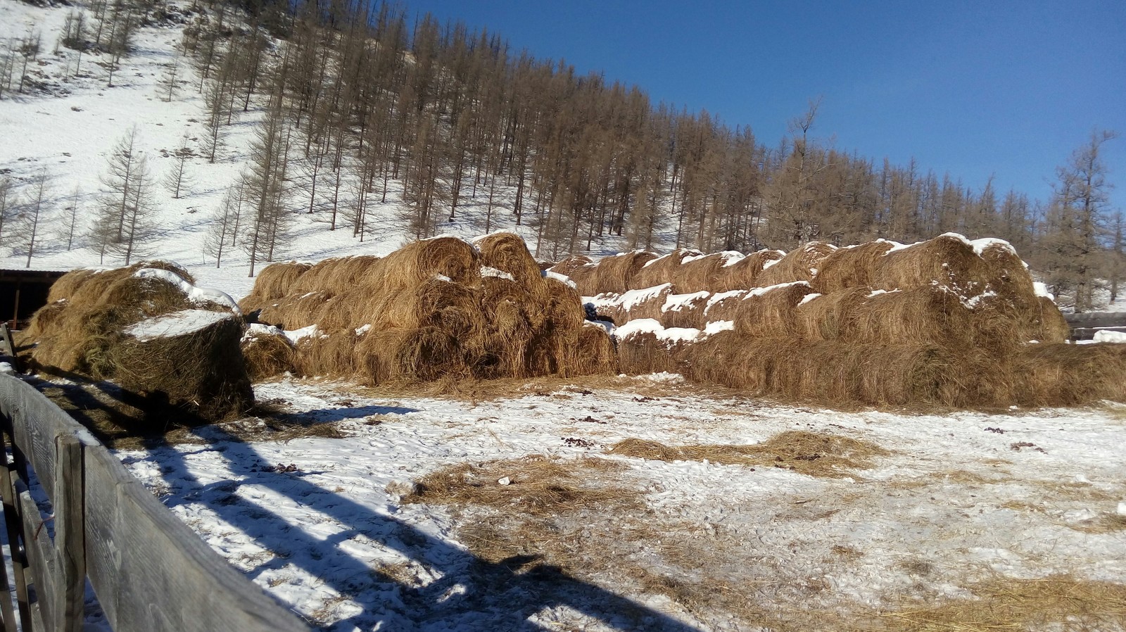 Farm in Altai. - My, Farm, Cow, Sheeps, Agricultural machinery, Everyday life, Nature, Mountain Altai, Longpost, Altai Republic