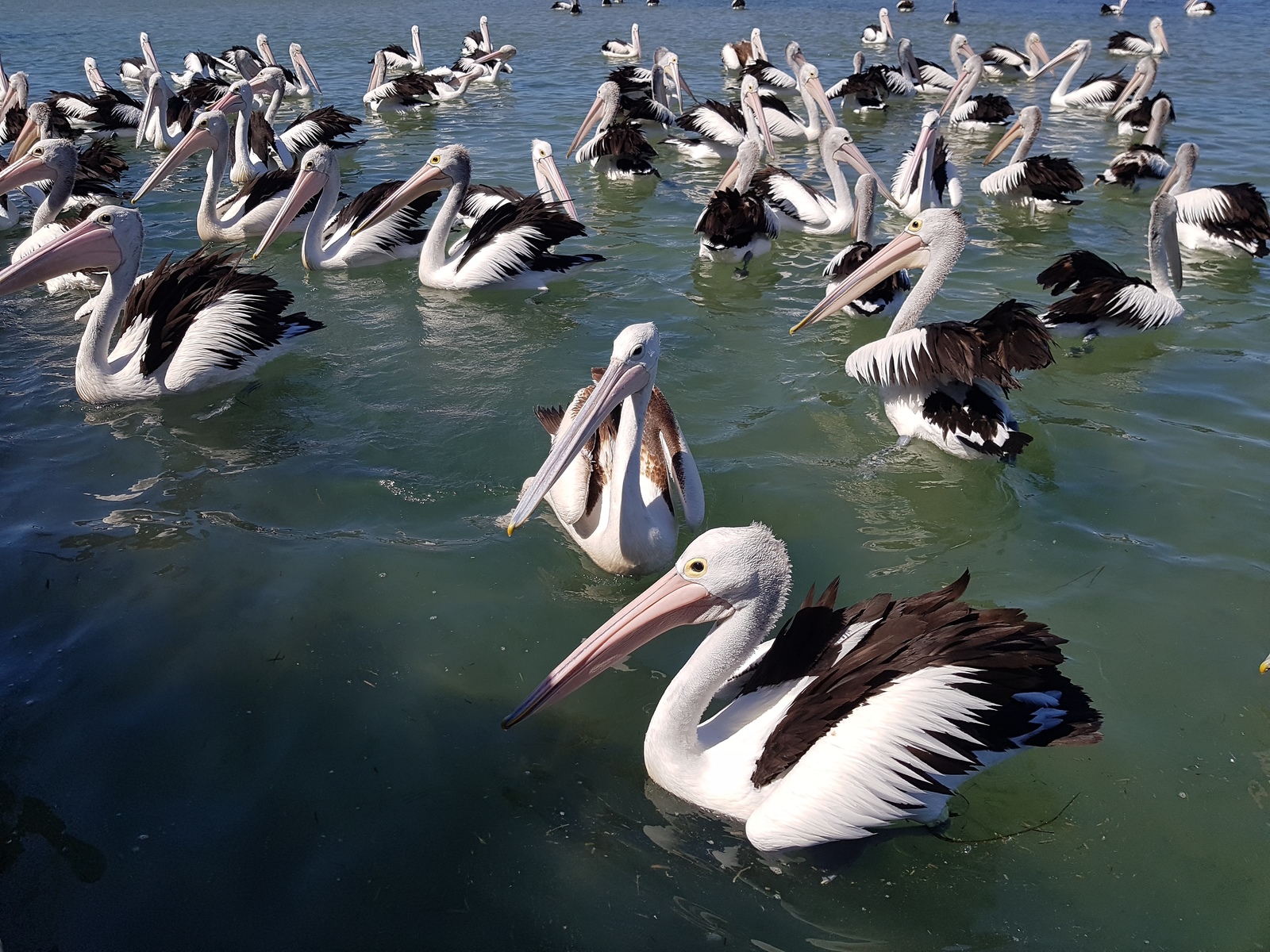 Different Australia. - My, The photo, Australia, Longpost