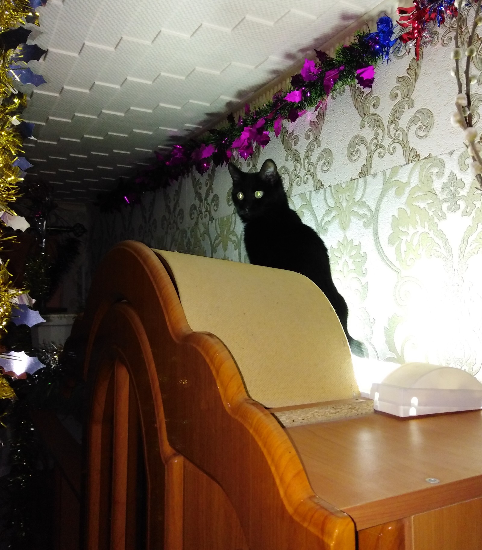 Awakening of Evil - My, cat, A cat named Cat, Cat with lamp, Longpost