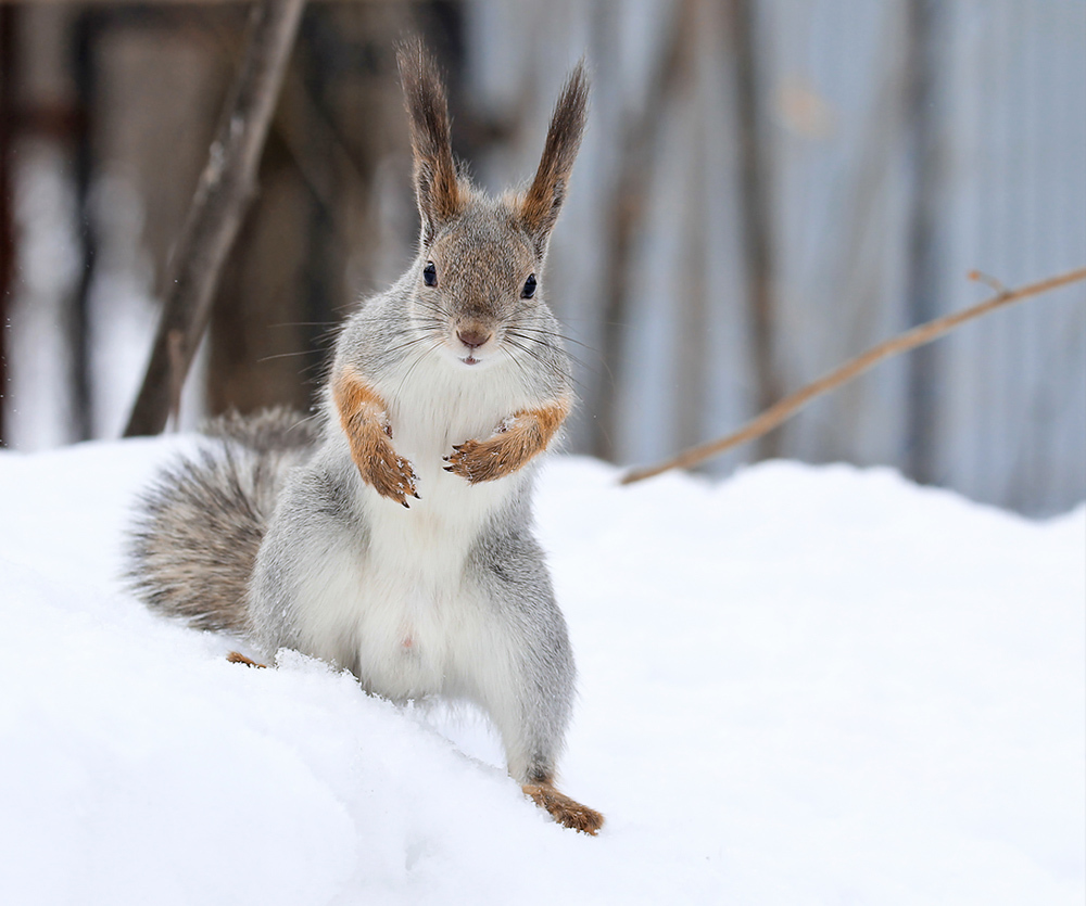 Squirrel - Squirrel, Winter, The photo