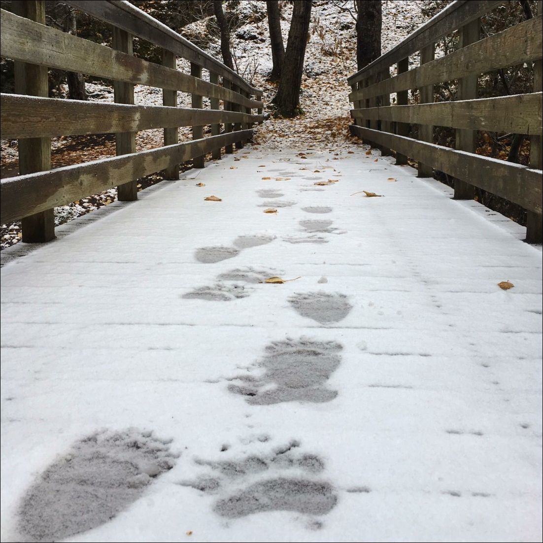 You walk like this in the forest, you walk ... - The Bears, Forest, Footprints, Winter, The photo