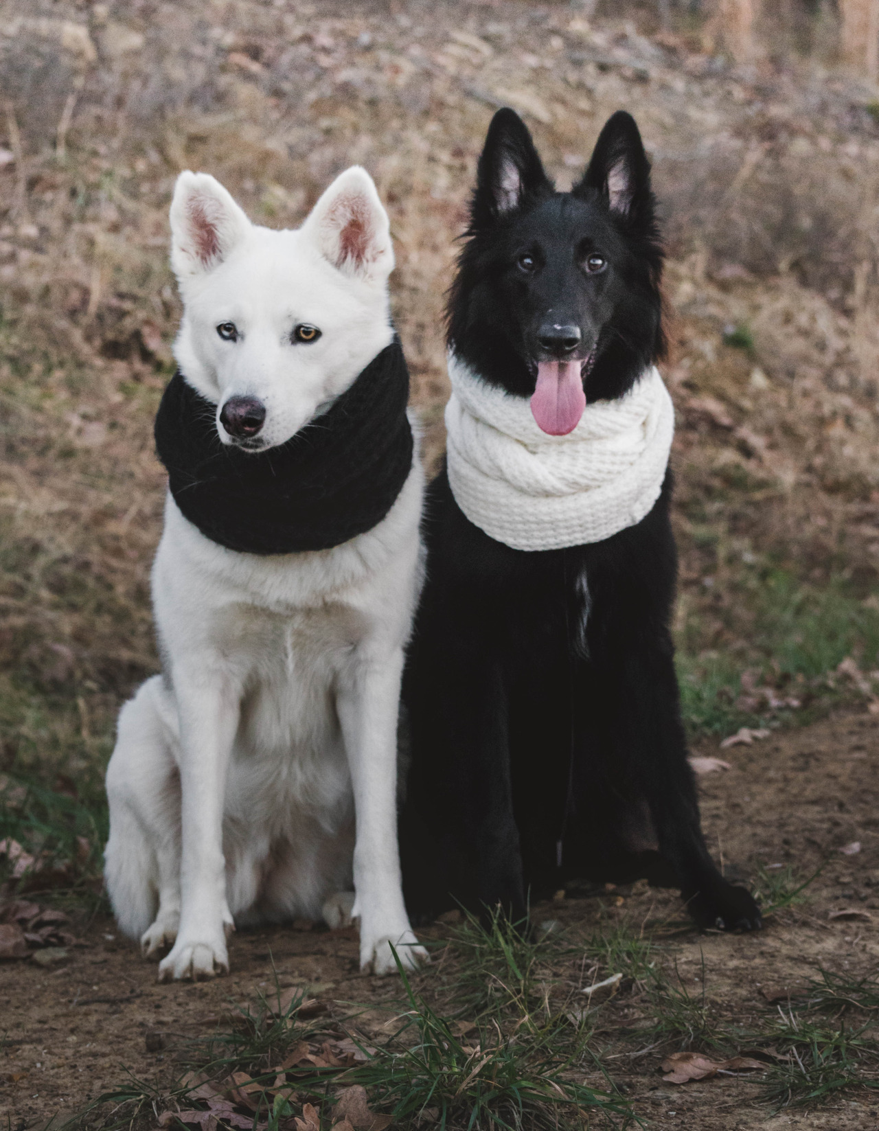 Yin Yang - Animals, , Scarf, Yin Yang, Art, Longpost, Dog