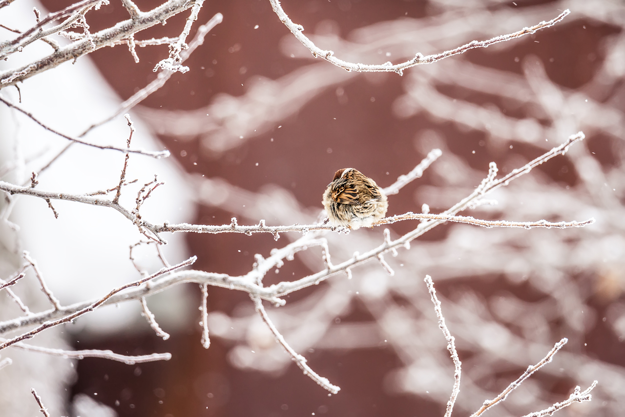 Random winter birds - My, The photo, Birds, Winter, Nature, Longpost