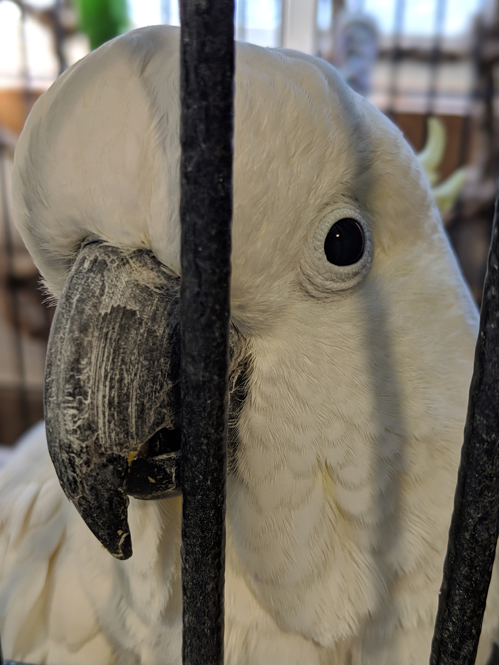 Cockatoo! - My, A parrot, Cockatoo, Shelter, Longpost