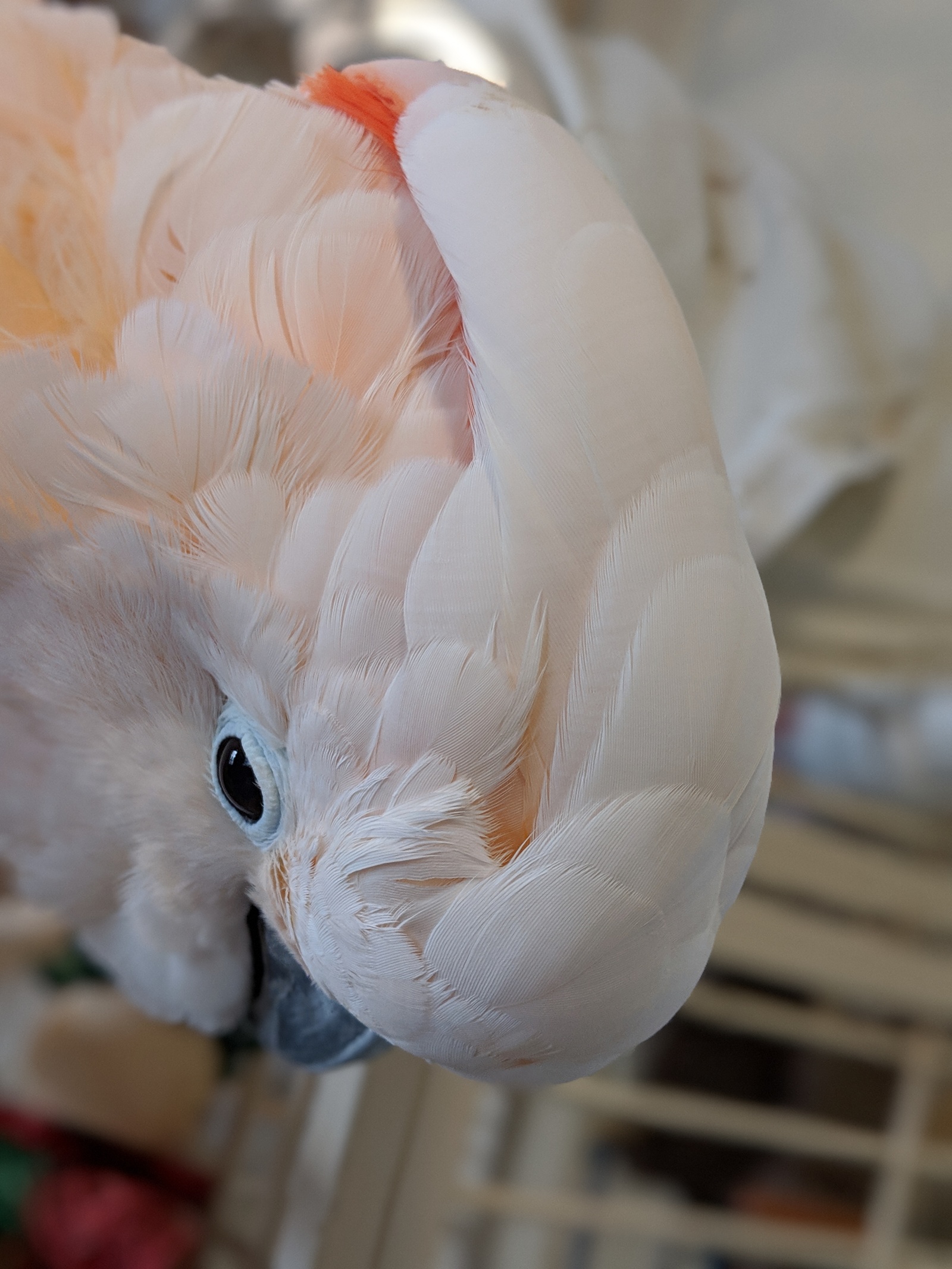 Cockatoo! - My, A parrot, Cockatoo, Shelter, Longpost