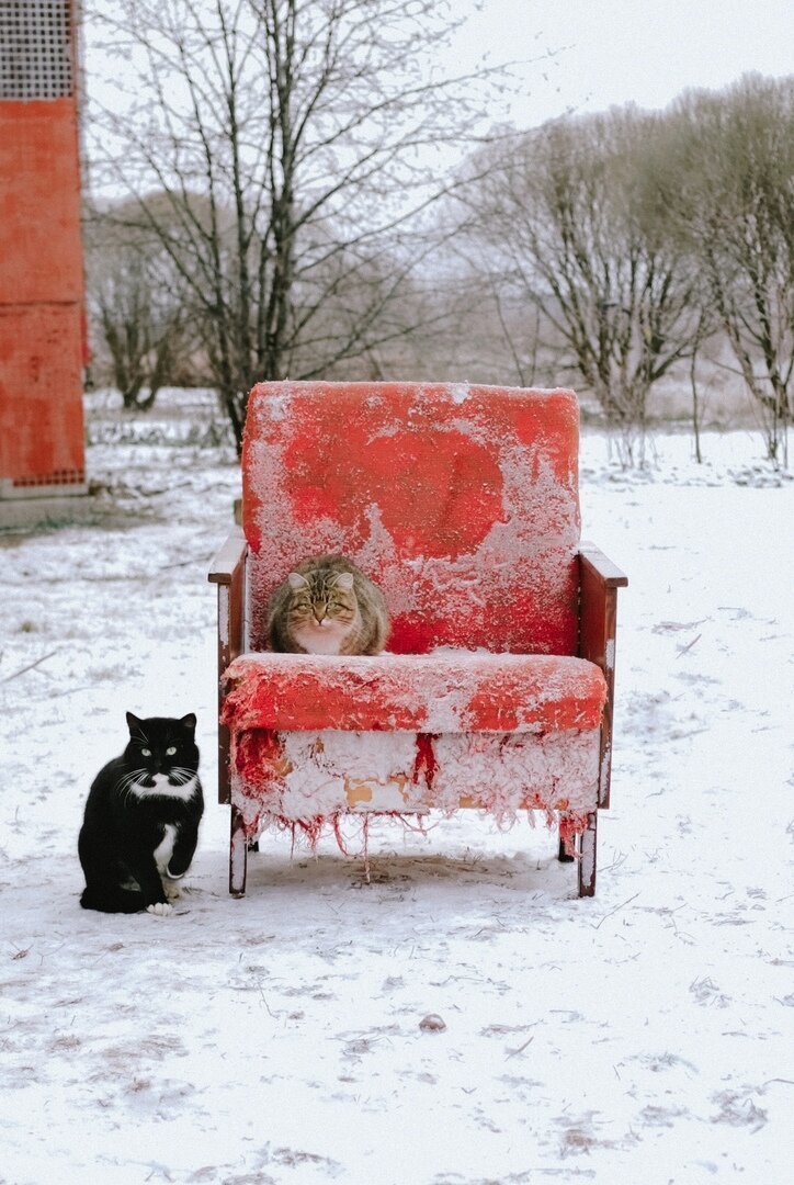 When he came to the boss to ask for mercy - cat, Catomafia, Winter, Color