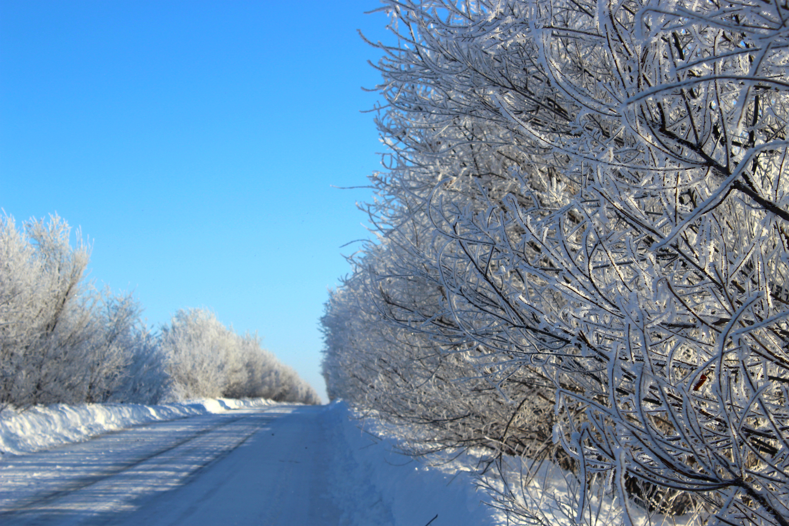 Frost and sun ... - My, Winter, Snow, freezing, Tree, Saratov region, The photo, Beginning photographer, Canon EOS 100d, Longpost