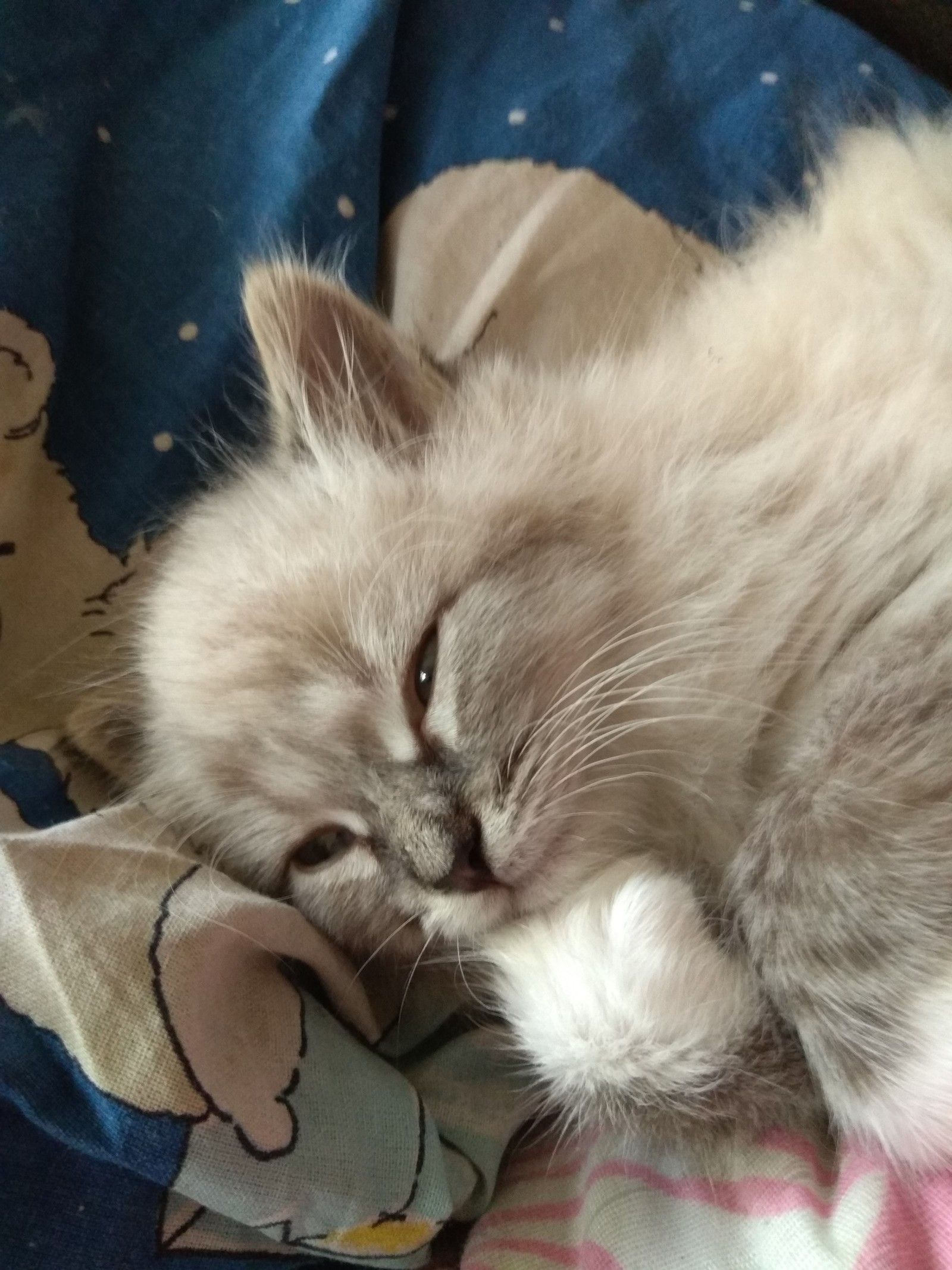 The children brought a cute fluffy. - My, Kittens, Pets, Animals, Fluffy, cat