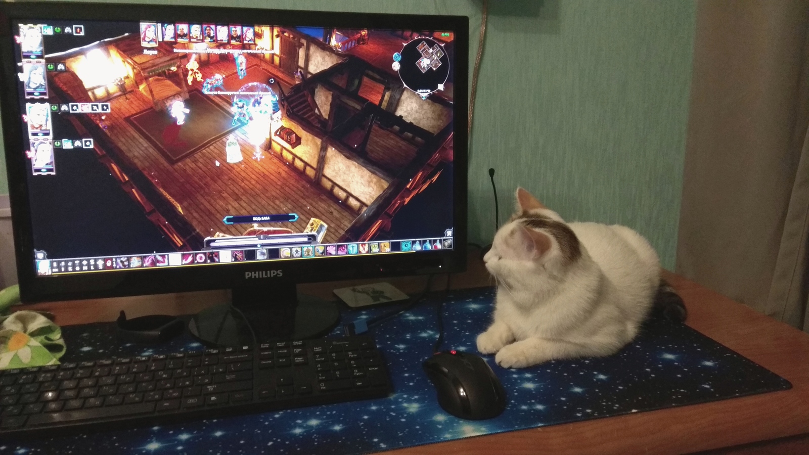 The secret of good cooperation - My, cat, Catomafia, Cooperative, , Potion, Divinity: Original Sin 2