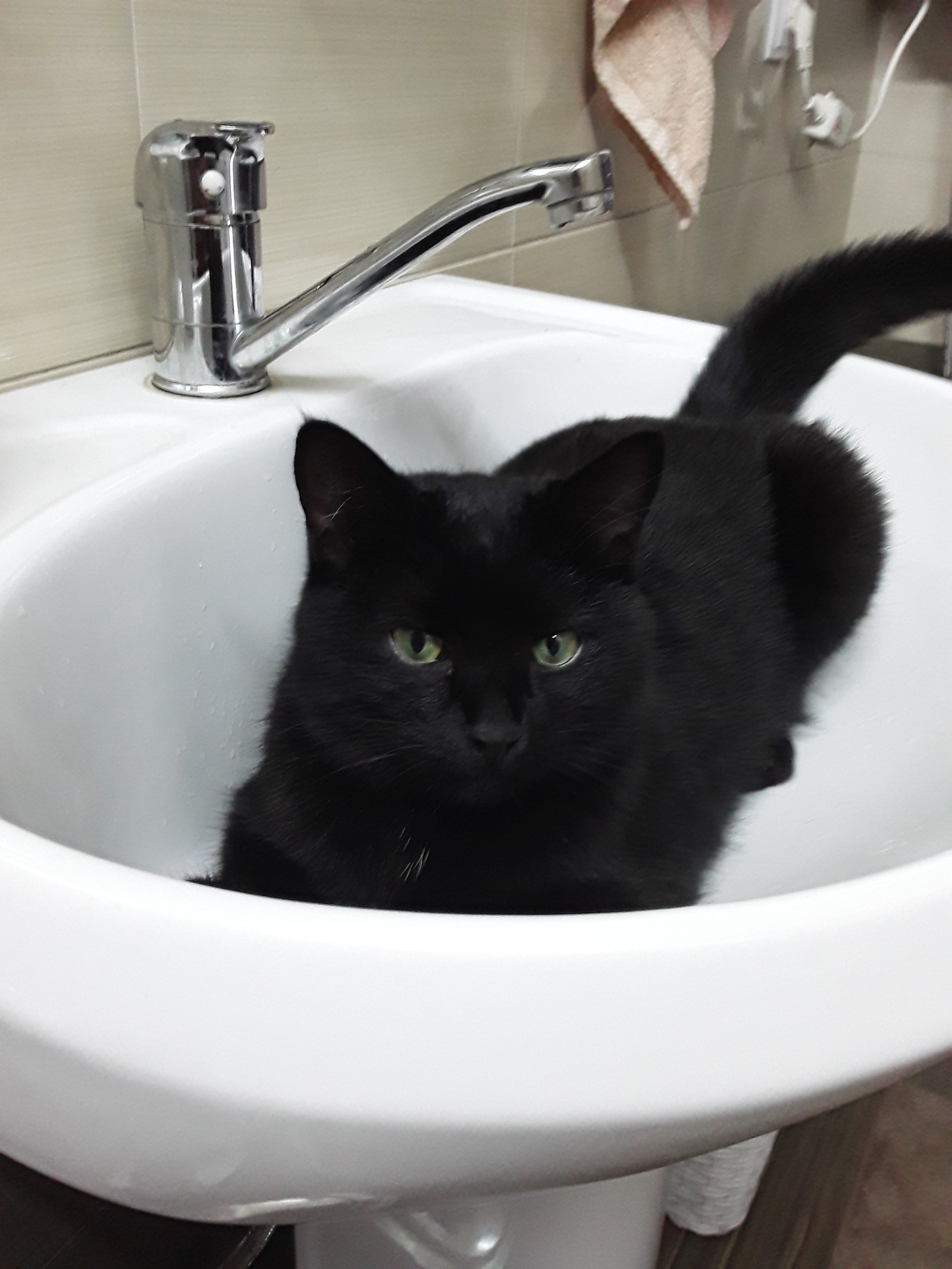 My cat is Kuwiaka. - My, cat, Sink, Favorite place