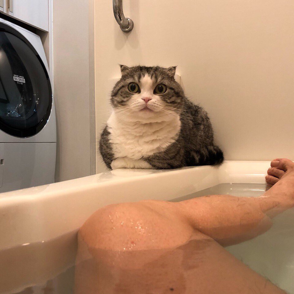 Saw some shit - cat, Animals, Bath, Astonishment