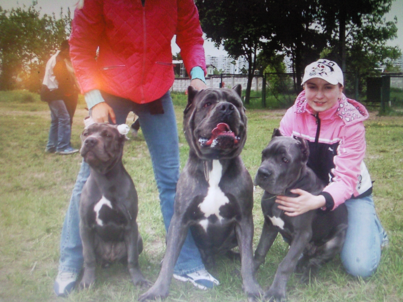 Bone Day! - My, Dog, Cane Corso, Animals, The photo, Dog days, , Longpost