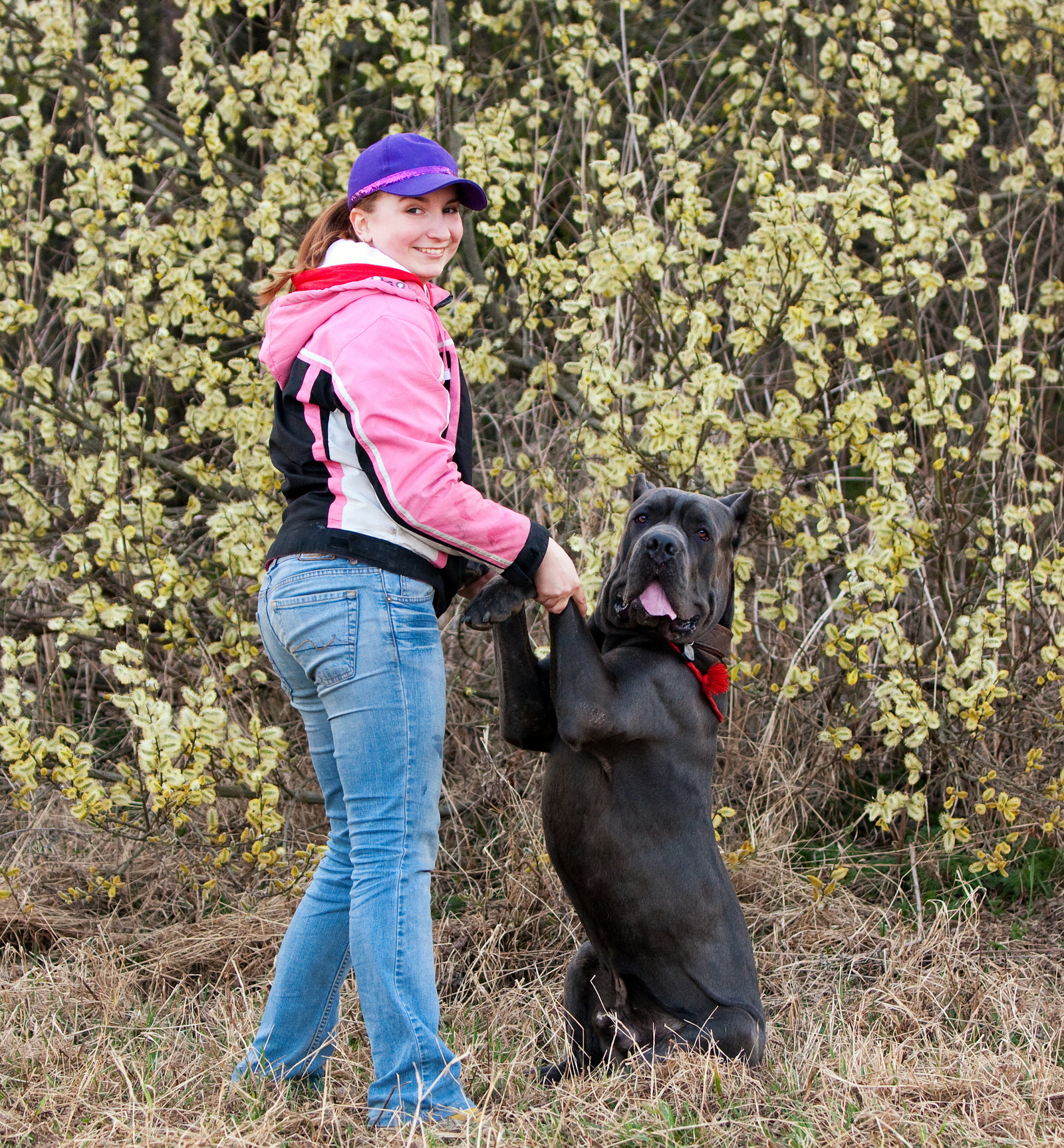 Bone Day! - My, Dog, Cane Corso, Animals, The photo, Dog days, , Longpost