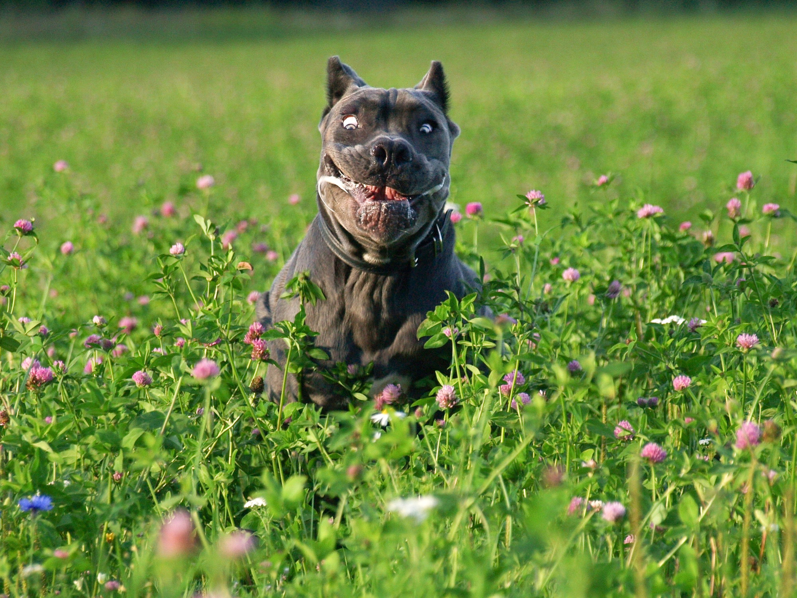 Bone Day! - My, Dog, Cane Corso, Animals, The photo, Dog days, , Longpost