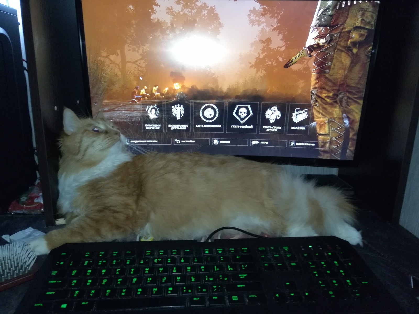 But not so scary - My, Games, Dead by daylight, cat