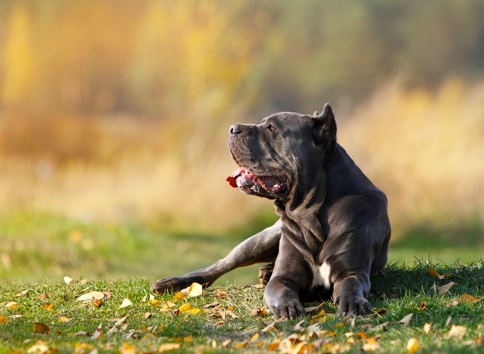 Bone Day! - My, Dog, Cane Corso, Animals, The photo, Dog days, , Longpost