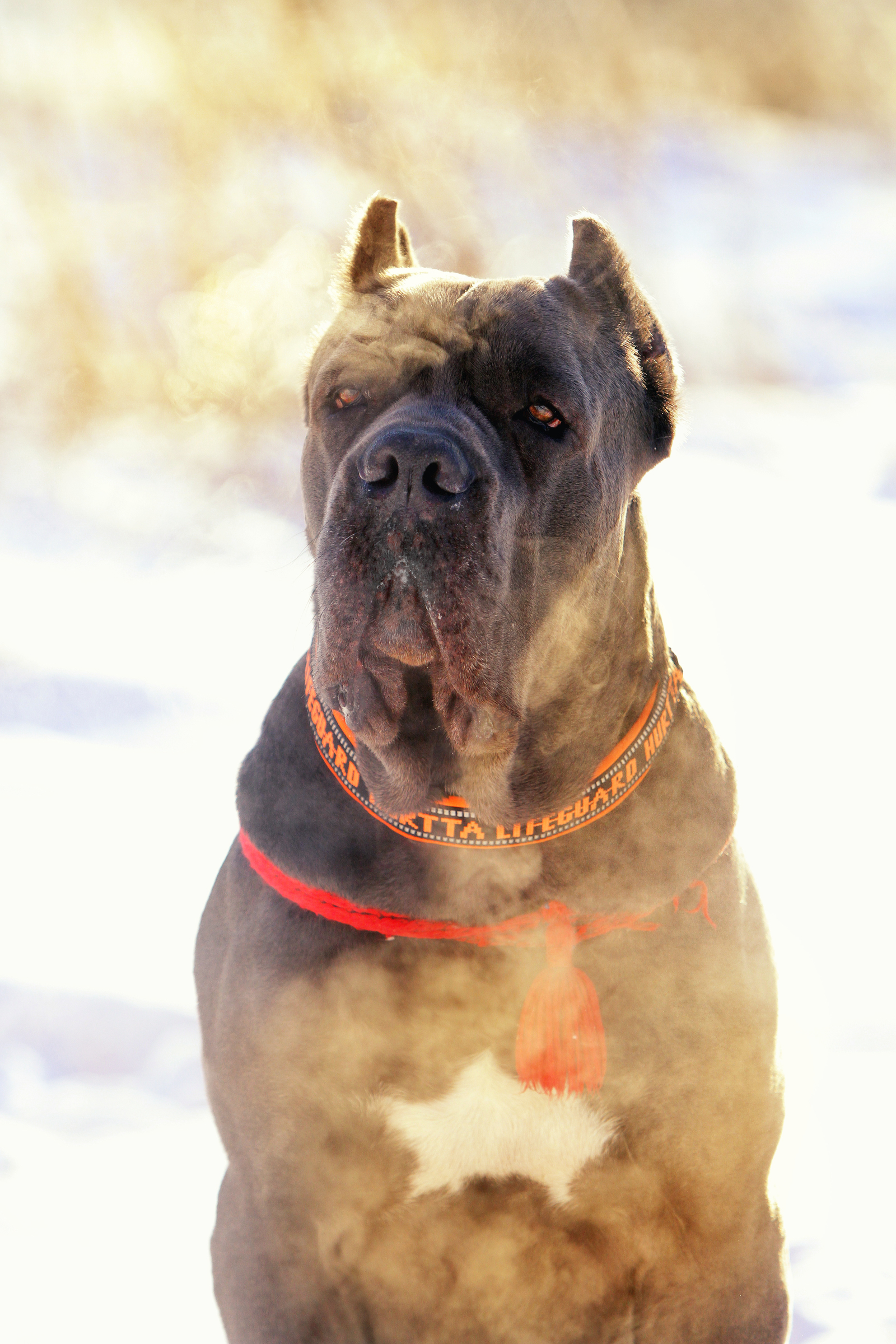 Bone Day! - My, Dog, Cane Corso, Animals, The photo, Dog days, , Longpost