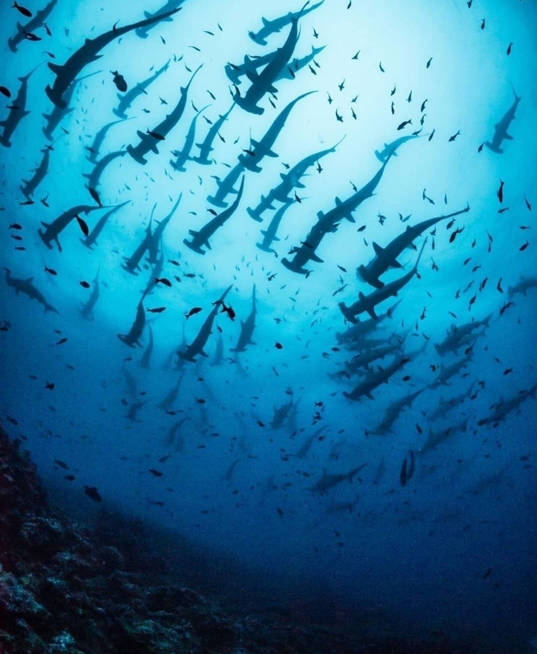 Shark - The photo, Hammerhead Shark, Ocean, Shark