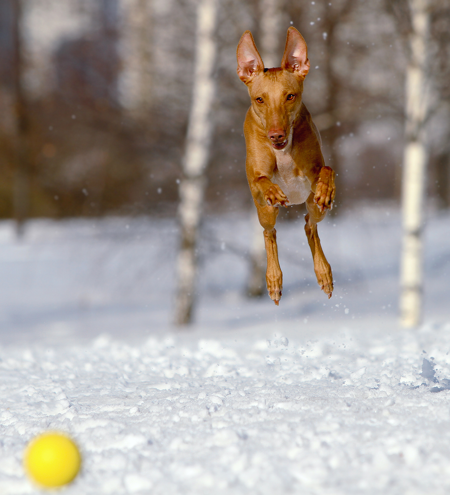 I see the goal! - My, Canon, Dog, Animals, The photo, Dog days