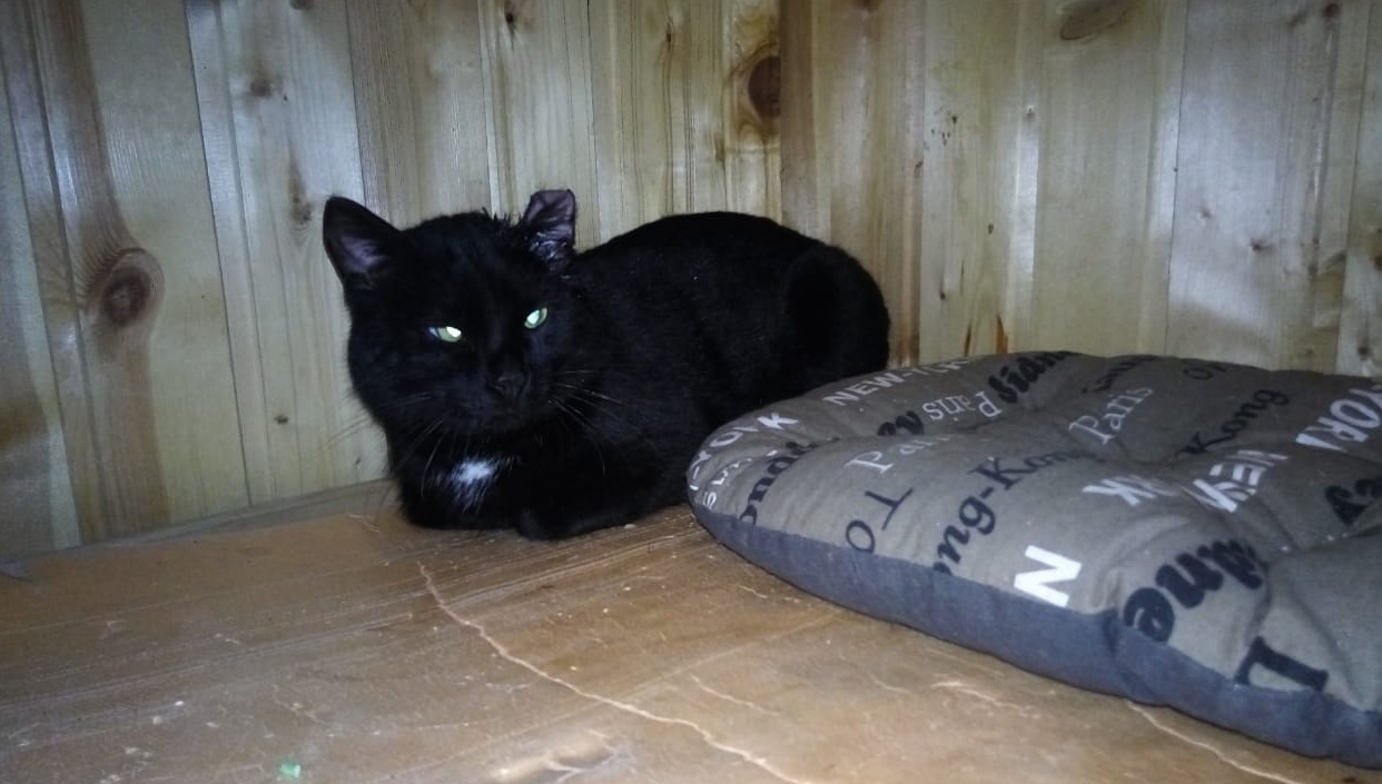 Help the cat - Dynamo Moscow, Helping animals, No rating, In good hands, Help, Moscow, cat, 