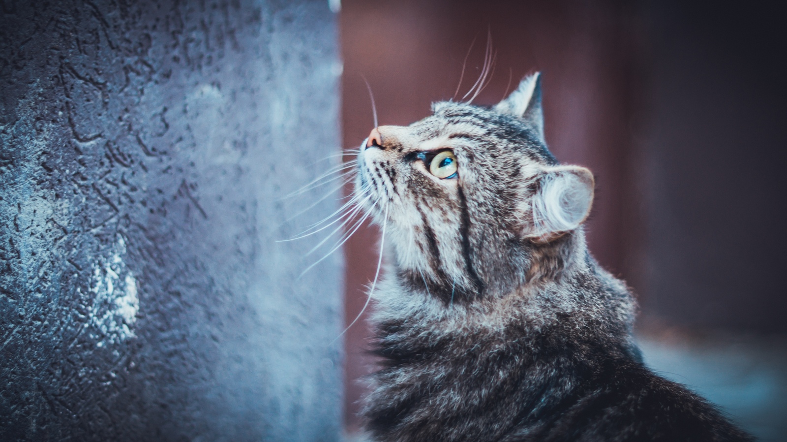 These lovely cats... - My, The photo, cat, Portrait, animal portraits, Longpost