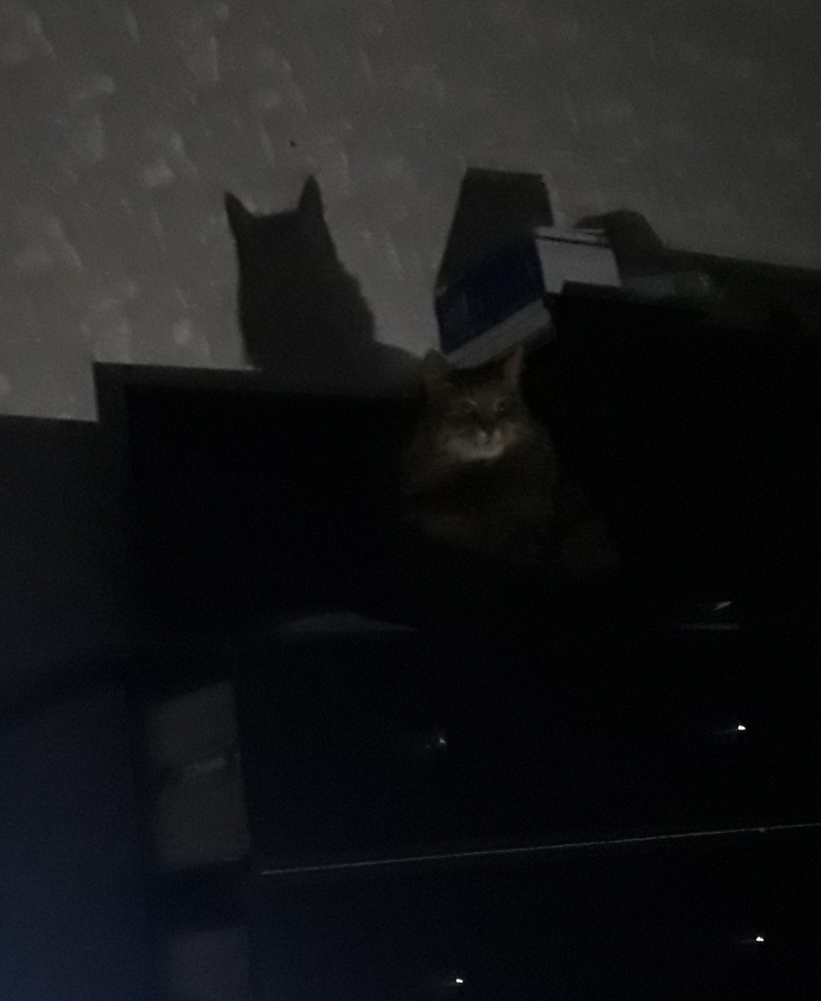 The city needs a new Bat(Cat)man - My, cat, Night, Batman