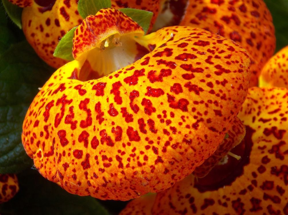 Calceolaria - My, , shoes, Flowers, Unusual, Houseplants, Longpost