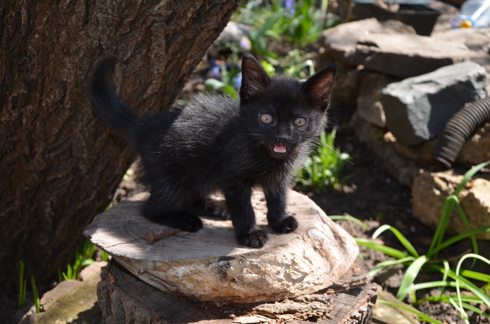 First time on the street - My, cat, Kittens