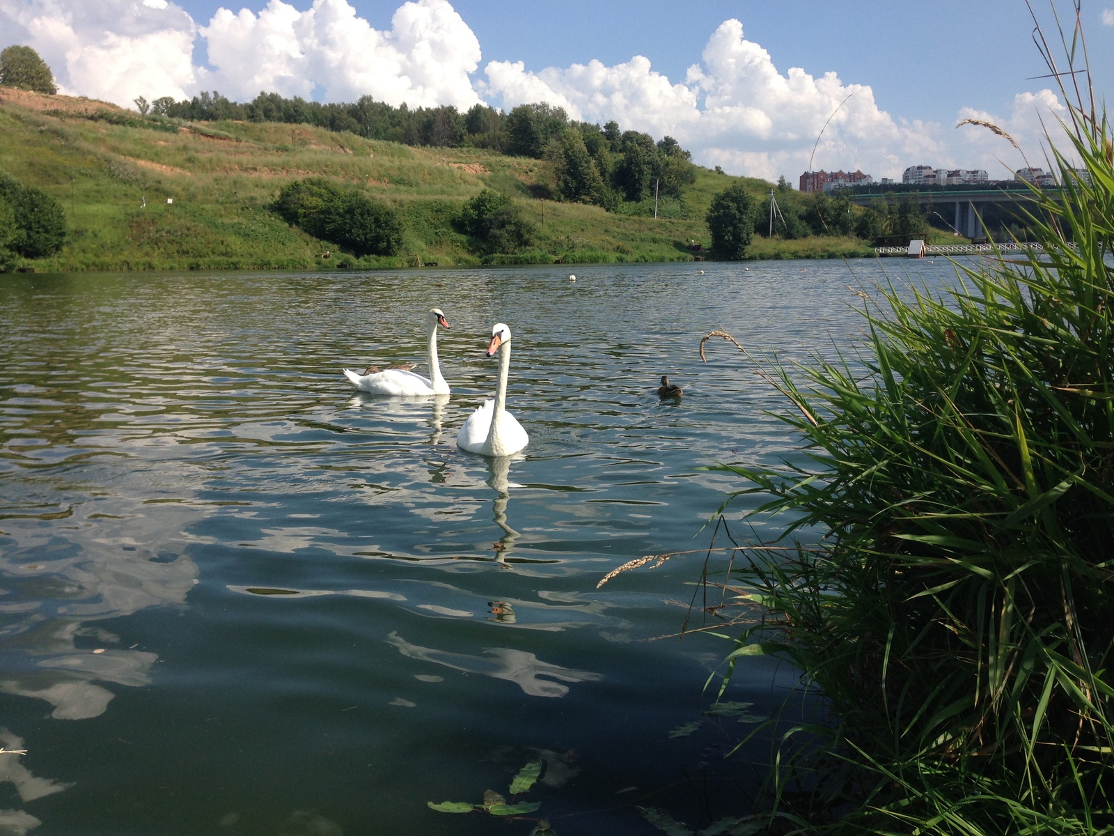 Swan geese - My, Romashkovo, , Longpost