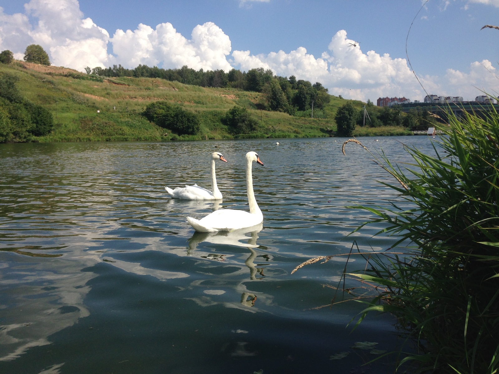 Swan geese - My, Romashkovo, , Longpost