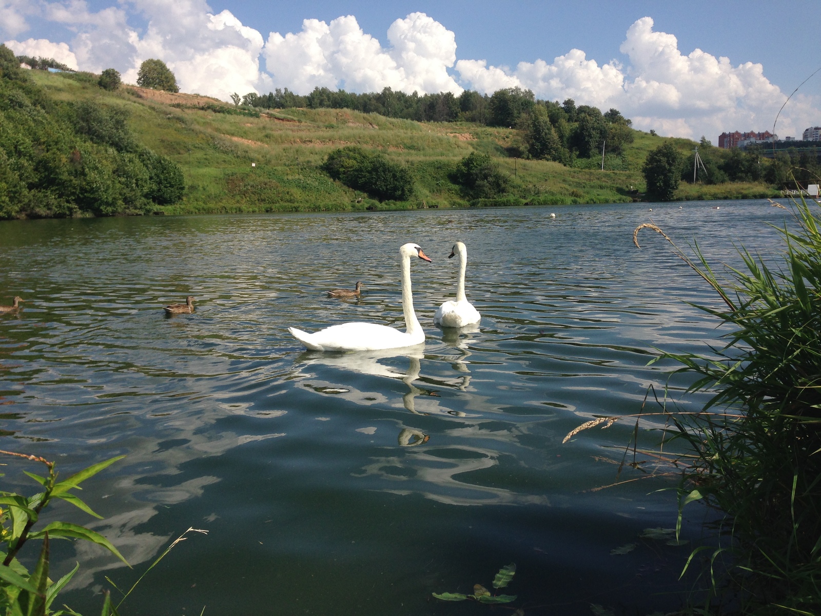 Swan geese - My, Romashkovo, , Longpost