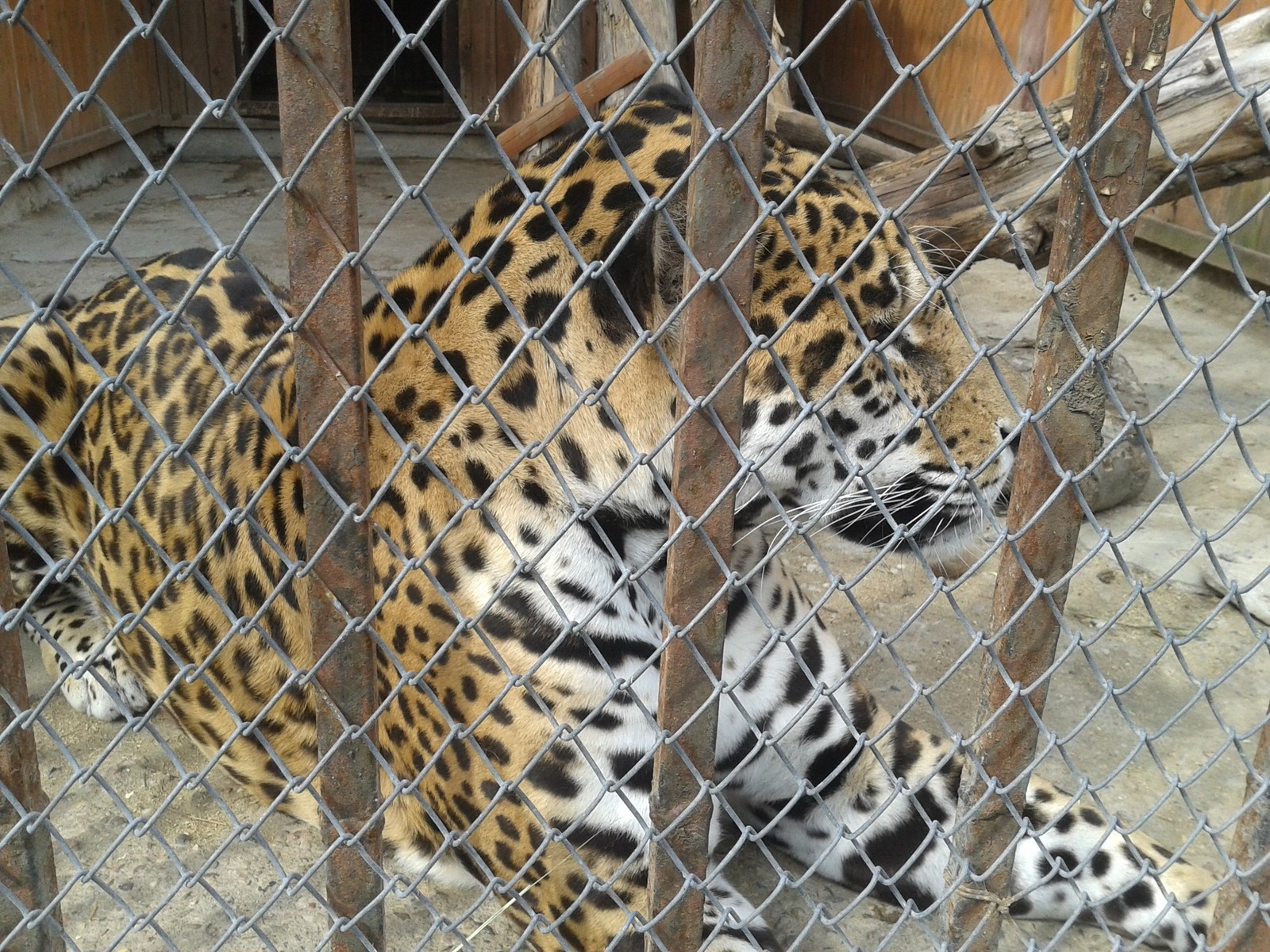 Minsk Zoo - My, Zoo, Animals, Longpost