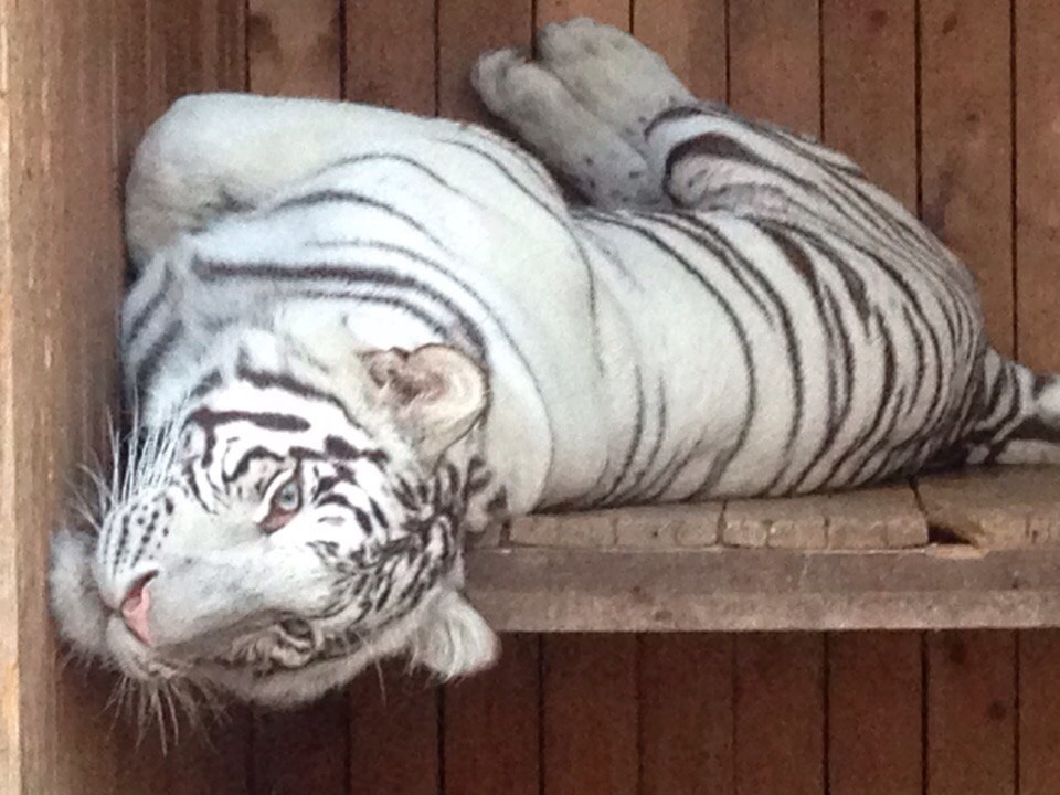 Minsk Zoo - My, Zoo, Animals, Longpost