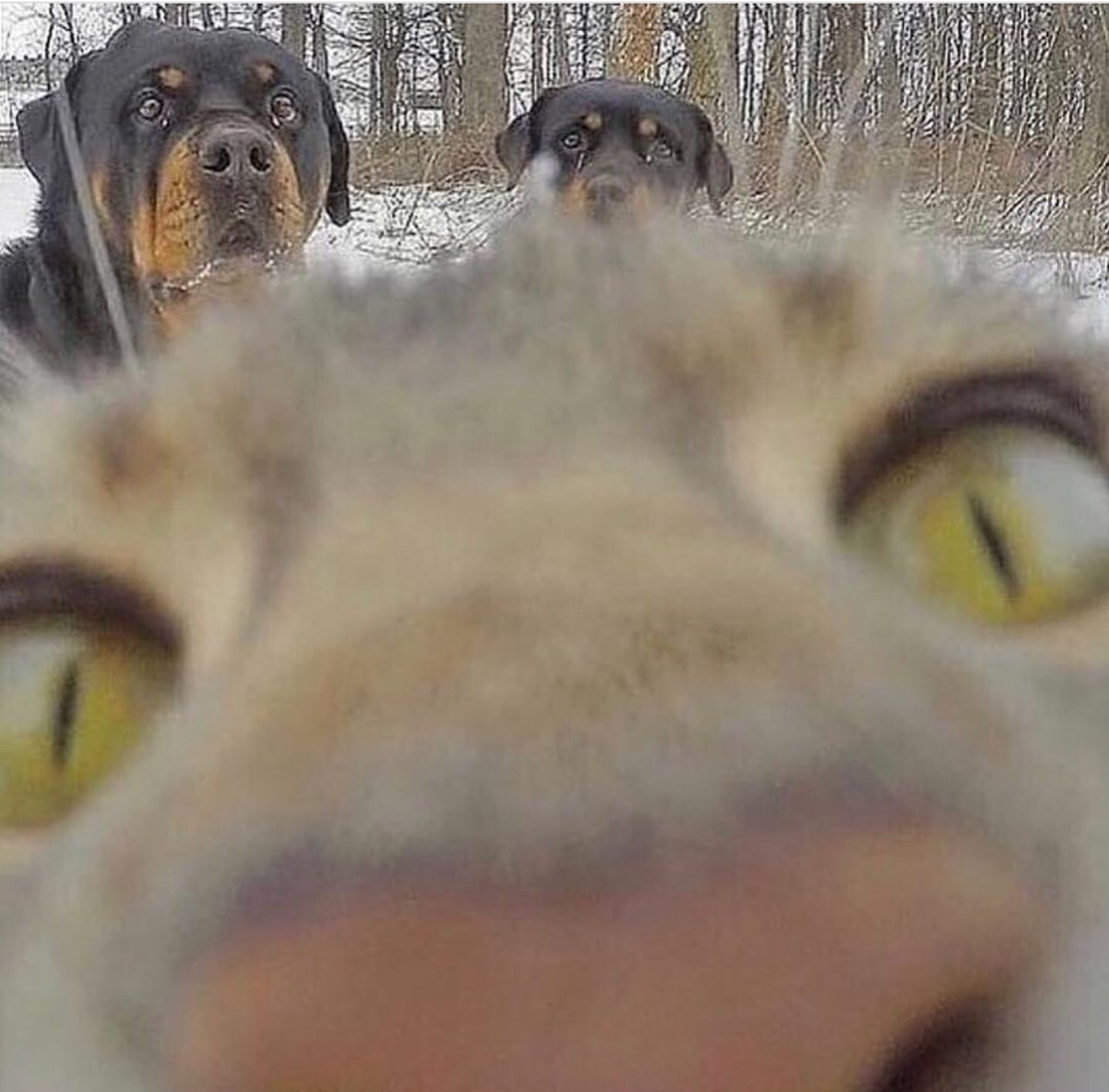 Selfie - cat, Dog, Selfie