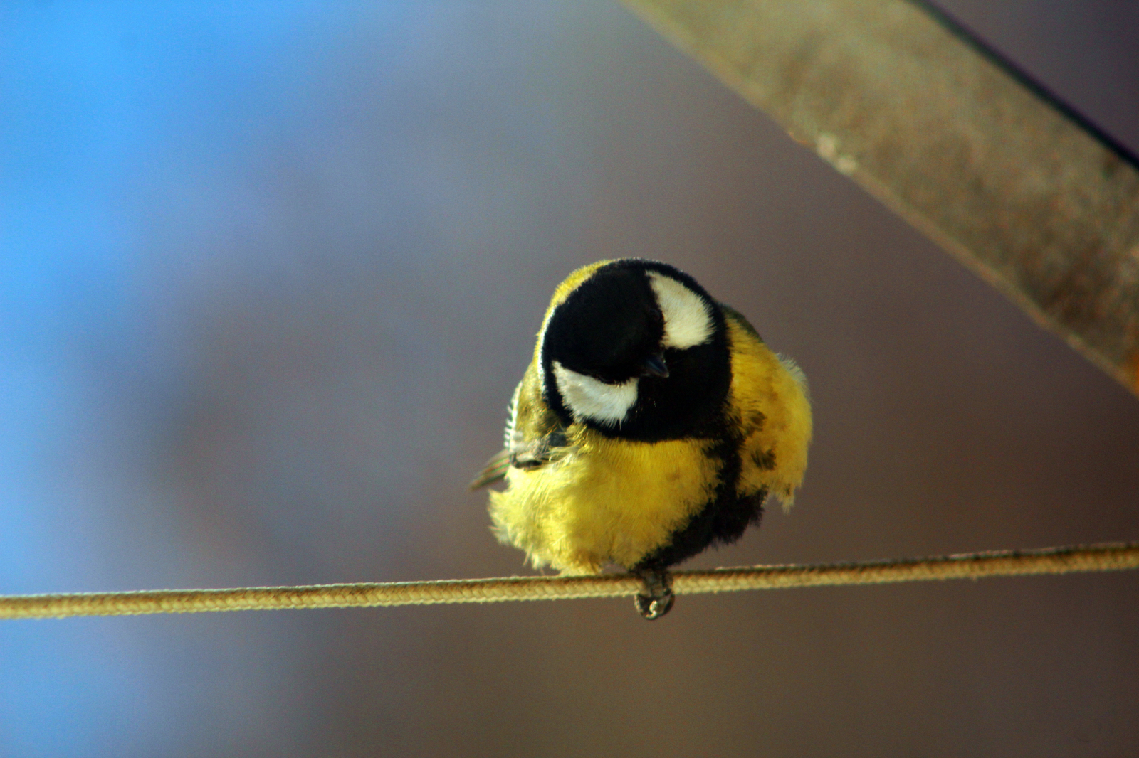 winter guests - My, Birds, Beginning photographer, Longpost