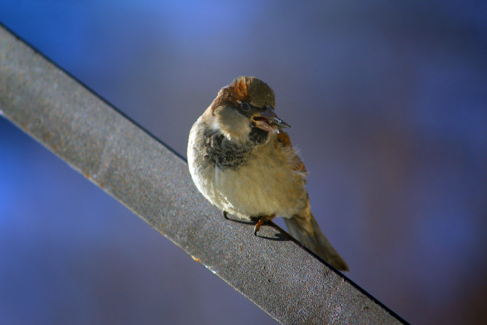 winter guests - My, Birds, Beginning photographer, Longpost