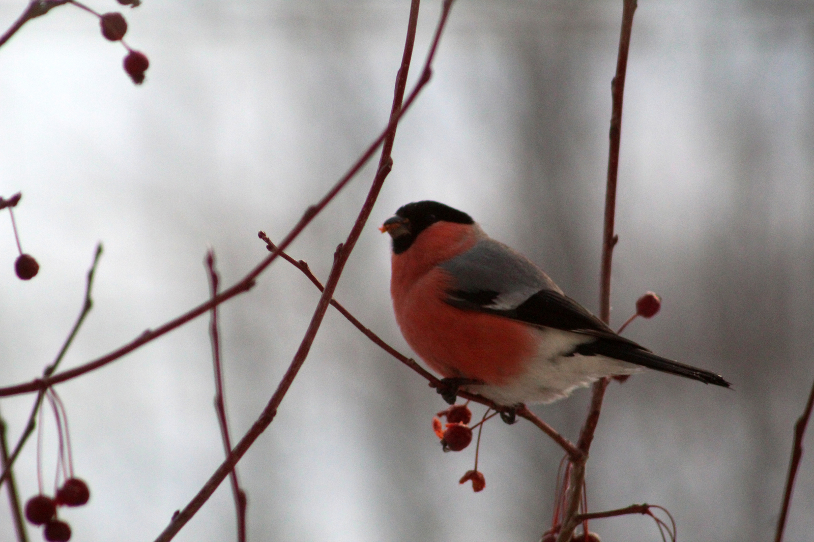 winter guests - My, Birds, Beginning photographer, Longpost