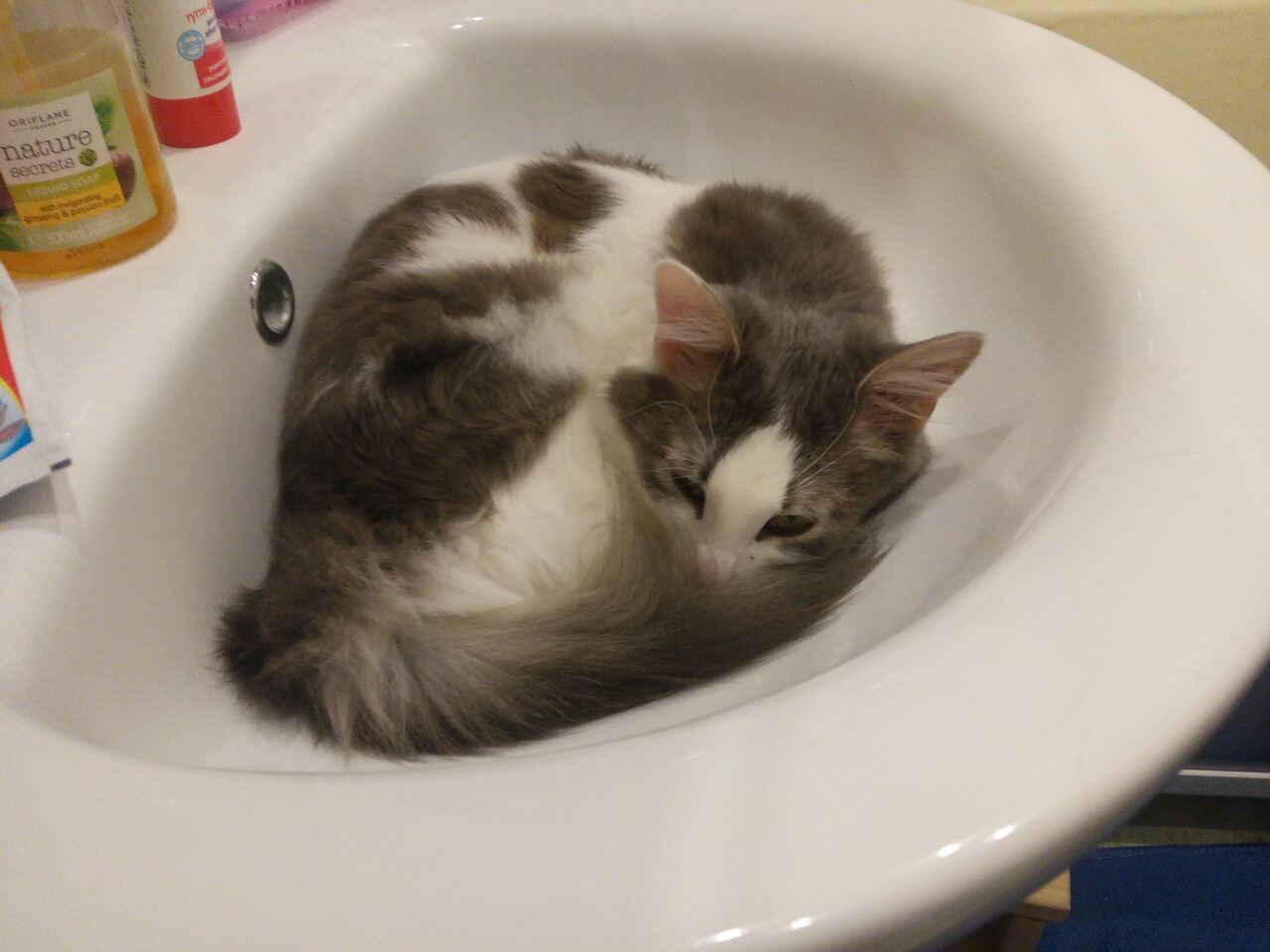 Кот в ванне говорит нормально. Коты из ванны.