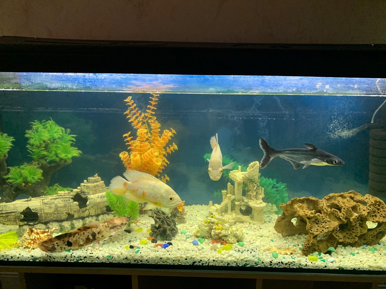 Who is who? - My, Aquarium, Aquarium fish, Longpost